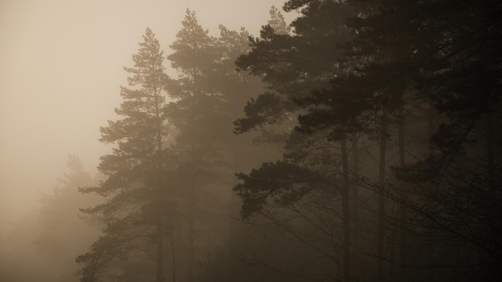 Rugvista Rustic D7A1460